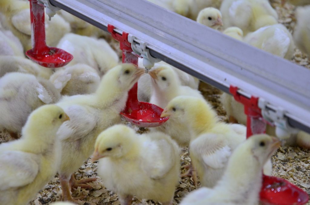 Free-range kienyeji chickens at Frembu Poultry Farm