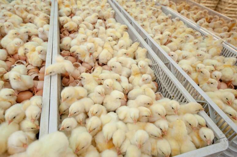 Rows of incubating eggs at Frembu's hatchery